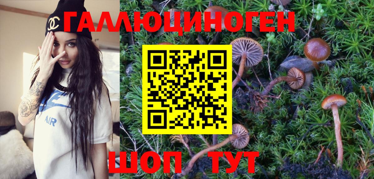 Камышин  Псилоцибиновые грибы Psilocybine cubensis  Вход с VPN  Галлюциногенные грибы Cubensis 