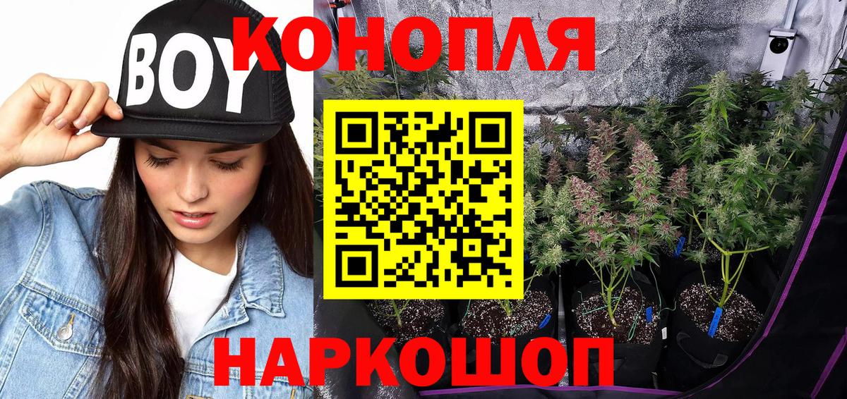 Бошки Шишки планчик Камышин